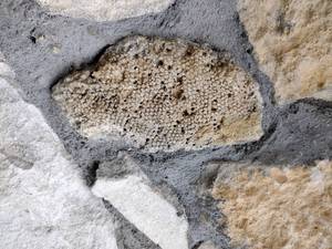 skamieniałość w murze