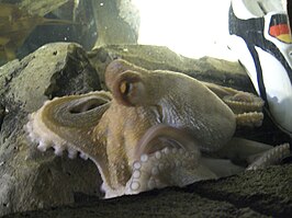 Paul de Octopus