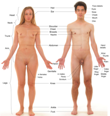 Photograph of an adult male human, with an adult female for comparison. Note that the pubic hair of both models is removed.