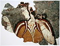 Myceense fresco.