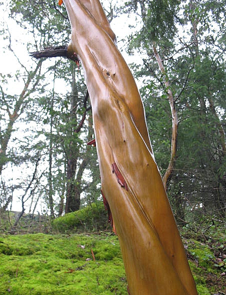 File:Arbutus spiral 2 (129315036).jpg