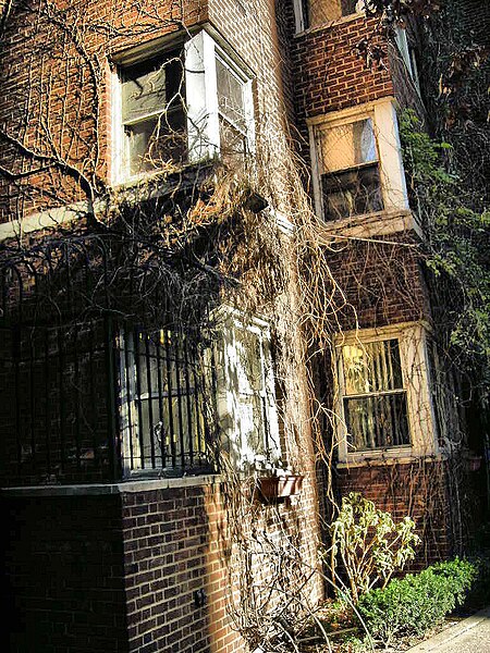 File:Dried vines on building (3081763436).jpg