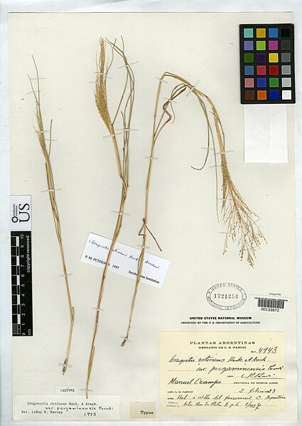 File:Eragrostis retinens var pergaminensis Parodi nmnhbotany 2123037 NMNH-00133872.jpg