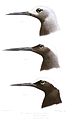 (top) Anous tenuirostris tenuirostris (Temminck, 1823) (center) Anous minutus americanus (bottom) Anous minutus minutus