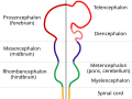 embryo brain