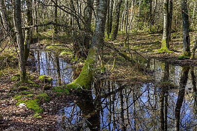 Waterlogged part of the forest by Myrstigen