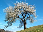 Cherry tree in spring bloom