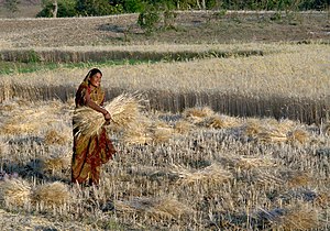 Harvesting wheat, India