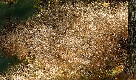 Sunlit grass Tuntorp in autumn