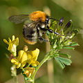 69 Bombus pascuorum (male) - Medicago x varia - Keila uploaded by Iifar, nominated by Iifar