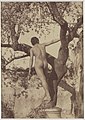 P 0519. Ragazzo nudo di schiena / Back of a naked boy by a tree. [Duplicate number]. Cm 12,1x17,3