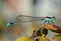 العربية: أزرق الذيل المألوف English: Ischnura senegalensis (Common Bluetail)