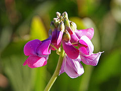 Fabaceae flower.jpg