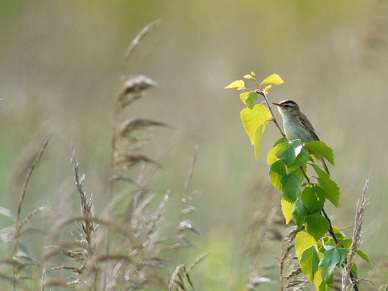 File:Sedge Warbler, Biebrza National Park, Poland (4664022747).jpg