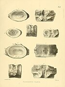 A monograph on the fossil Reptilia of the Cretaceous formations (Tab. II) BHL40609212.jpg