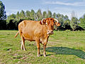 Netherlands cow