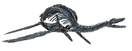 Plesiosaurus dolichodeirus - MUSE.jpg