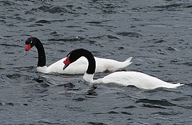 Cisnes de cuello negro/Blackneck swan.