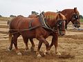 Suffolk Punch (cat)