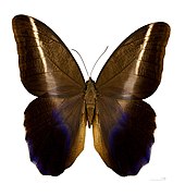 Dorsal side.