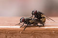 2 Copulating flies uploaded by Tomascastelazo, nominated by Tomascastelazo