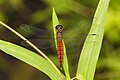 11 Lyriothemis acigastra male at Kadavoor uploaded by Jkadavoor, nominated by Jkadavoor