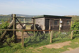 Ostrich enclosure at the Welsh Mountain Zoo - geograph.org.uk - 4685413.jpg