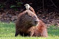 78 Yellow-headed caracara (Milvago chimachima) on capybara (Hydrochoeris hydrochaeris) uploaded by Charlesjsharp, nominated by Charlesjsharp