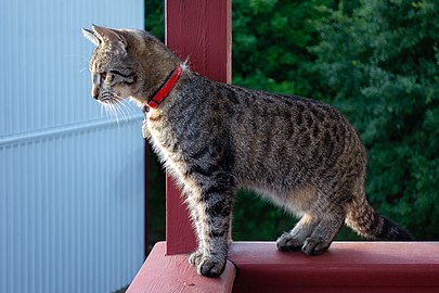 Young tabby cat keeping watch