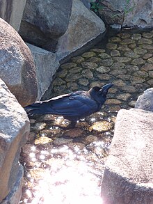 Crow @ Asukayama Park @ Oji (9531894562).jpg