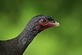 145 Chaco chachalaca (Ortalis canicollis pantanalensis) head uploaded by Charlesjsharp, nominated by Charlesjsharp