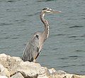 Great blue heron