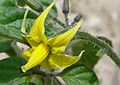 Tomato flower