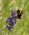 32 Bumblebee on Lavender Blossom uploaded by Martin Falbisoner, nominated by Martin Falbisoner