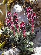 Saxifraga sempervivum