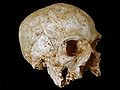 Hofmeyr Skull, 35,000 years old, South Africa