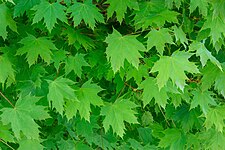 New leaves on a maple in Lysekil