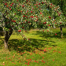 Tree with red apples in Barkedal
