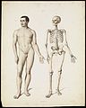 Body, posed next to internal skeleton