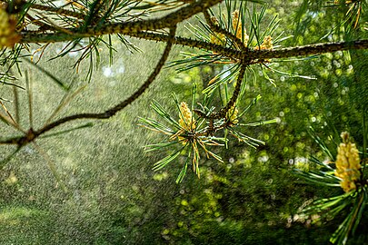 Pine releasing pollen into the wind in Tuntorp