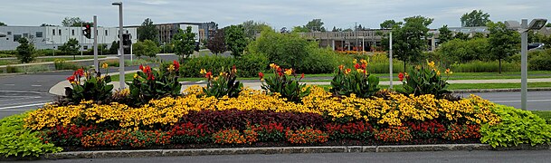 Longueuil (Québec)-Terreplein sur le chemin de la Savane-Arrangements floraux face au marché public-2022-08-18.jpg