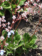 Saxifraga umbrosa