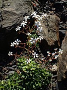 Saxifraga cotyledon