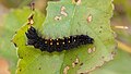 82 Acronicta auricoma - Betula pubescens - Niitvälja bog uploaded by Iifar, nominated by Iifar