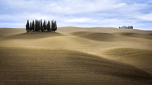 Cipressi di San Quirico d'Orcia (SI) by user Carlo cattaneo fotografie