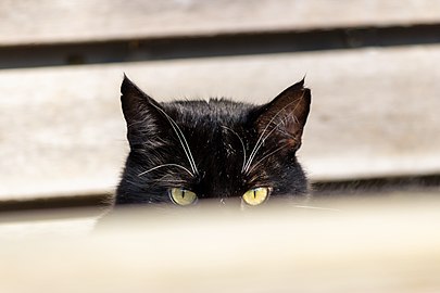 Black cat watching in Tuntorp