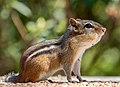 86 Chipmunk with stuffed cheeks in Prospect Park (05980) uploaded by Rhododendrites, nominated by Rhododendrites,  24,  0,  0