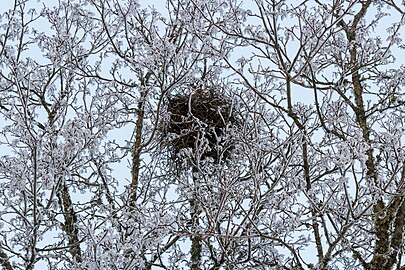 Frosty Pica pica nest in Tuntorp