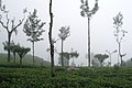 Tea plantations near Haputale