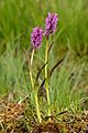 58 Täpiline sõrmkäpp (Dactylorhiza incarnata cruenta) - Niitvälja soo uploaded by Iifar, nominated by Christian Ferrer